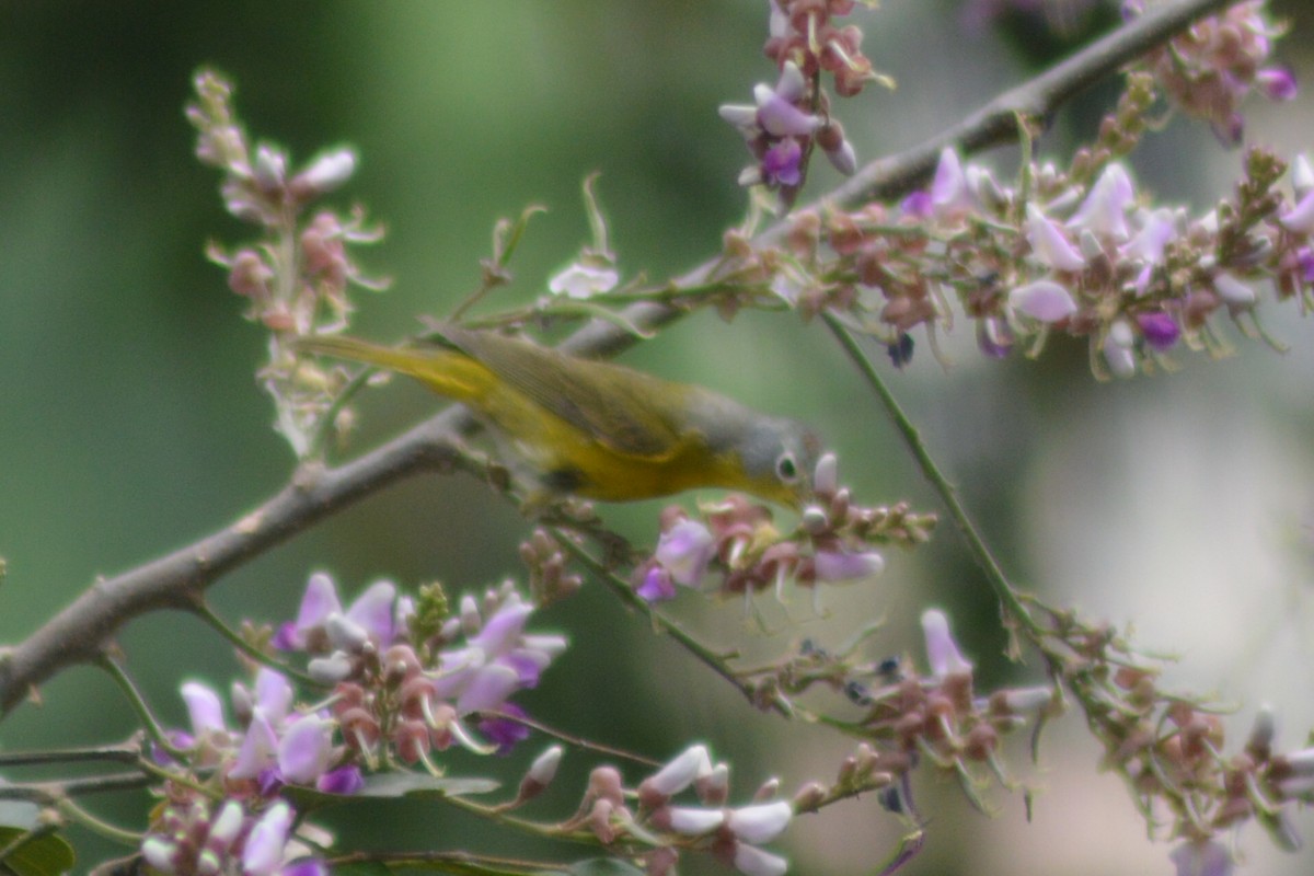 Nashville Warbler - ML27492531