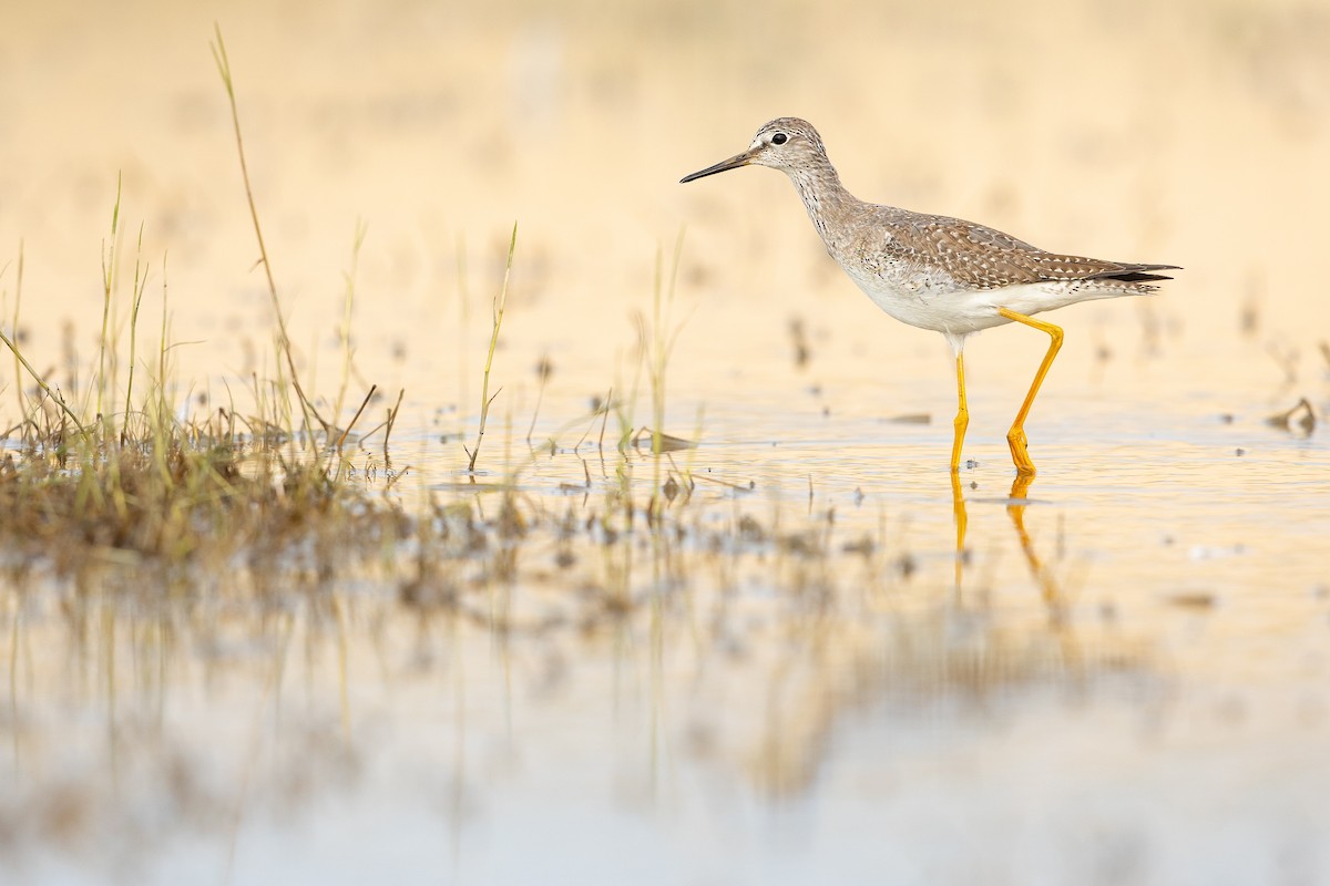 Lesser Yellowlegs - PMDE ESTEVES