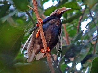 Male - Standardwing Bird-of-Paradise
