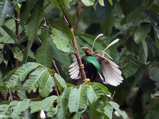 Male display - Standardwing Bird-of-Paradise
