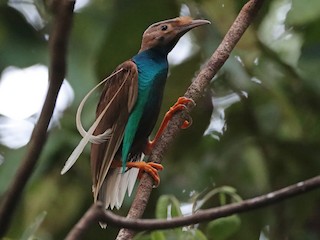 Male - Standardwing Bird-of-Paradise