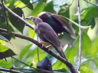 Female - Standardwing Bird-of-Paradise