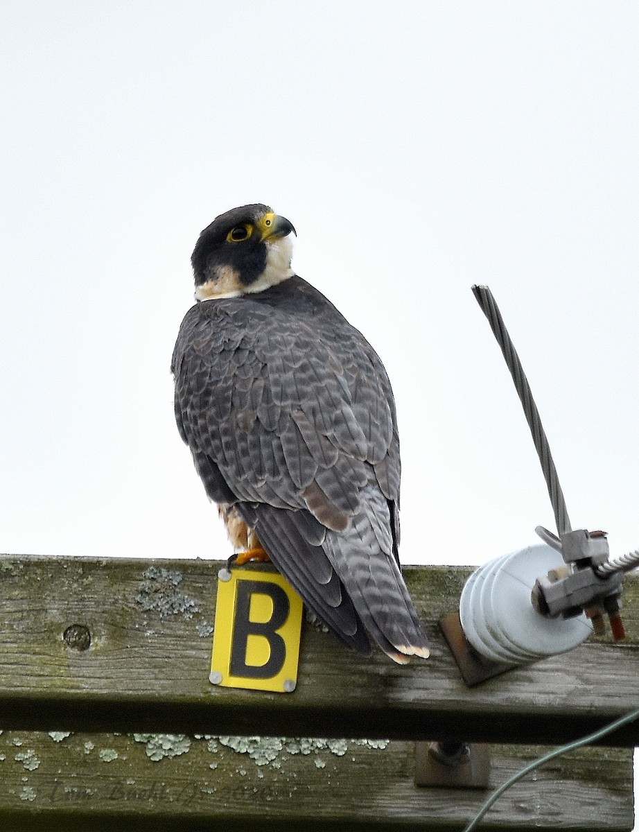 Peregrine Falcon - ML274927101