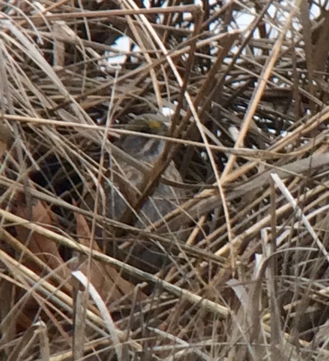 Seaside Sparrow - ML27492711