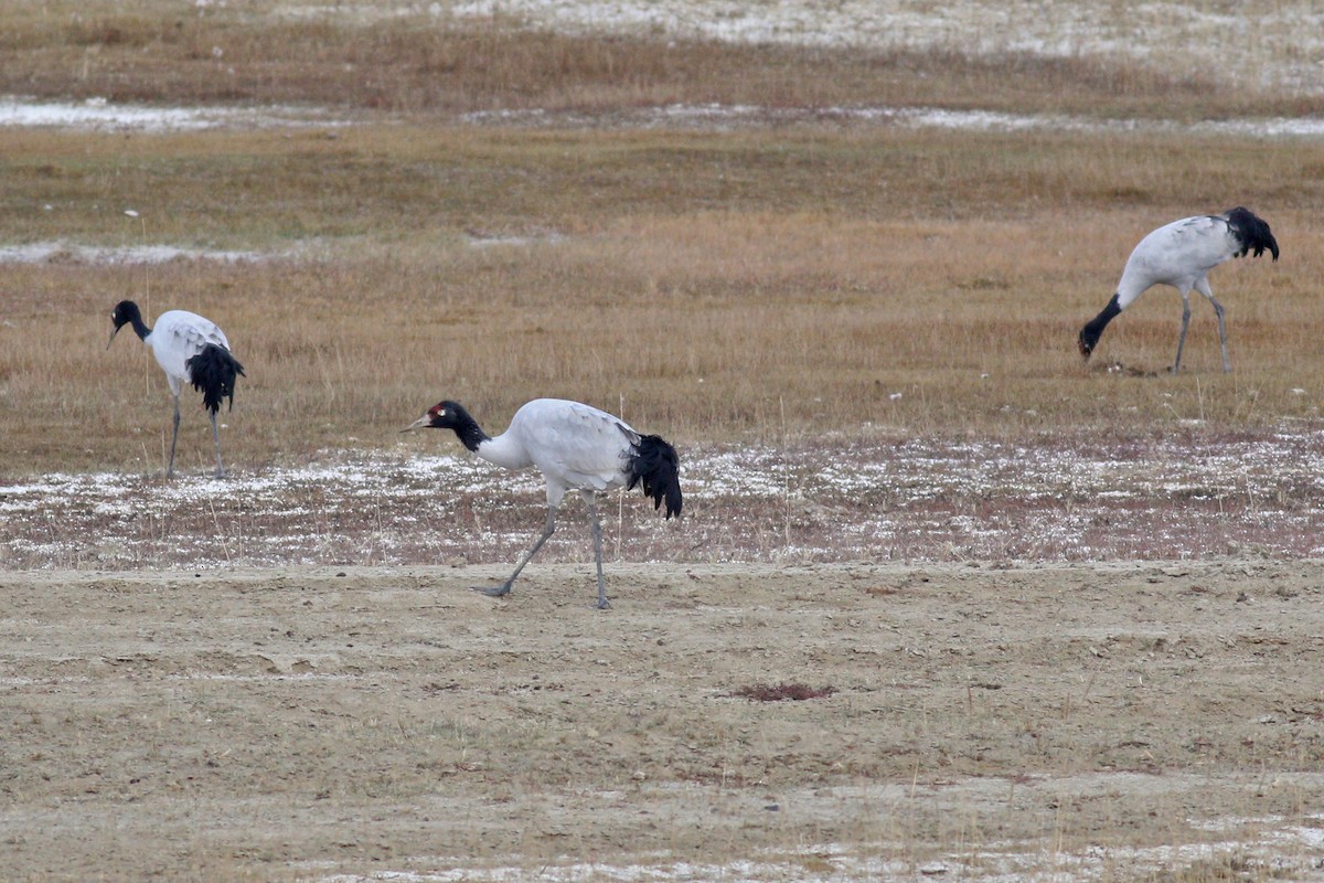 Black-necked Crane - ML274927831