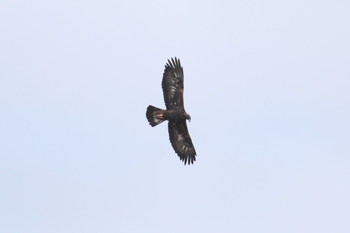 Águila Real - ML274928291