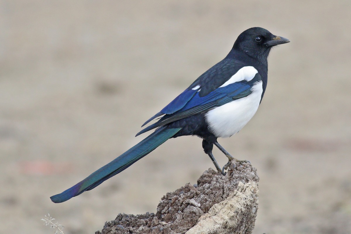 Black-rumped Magpie - ML274928341