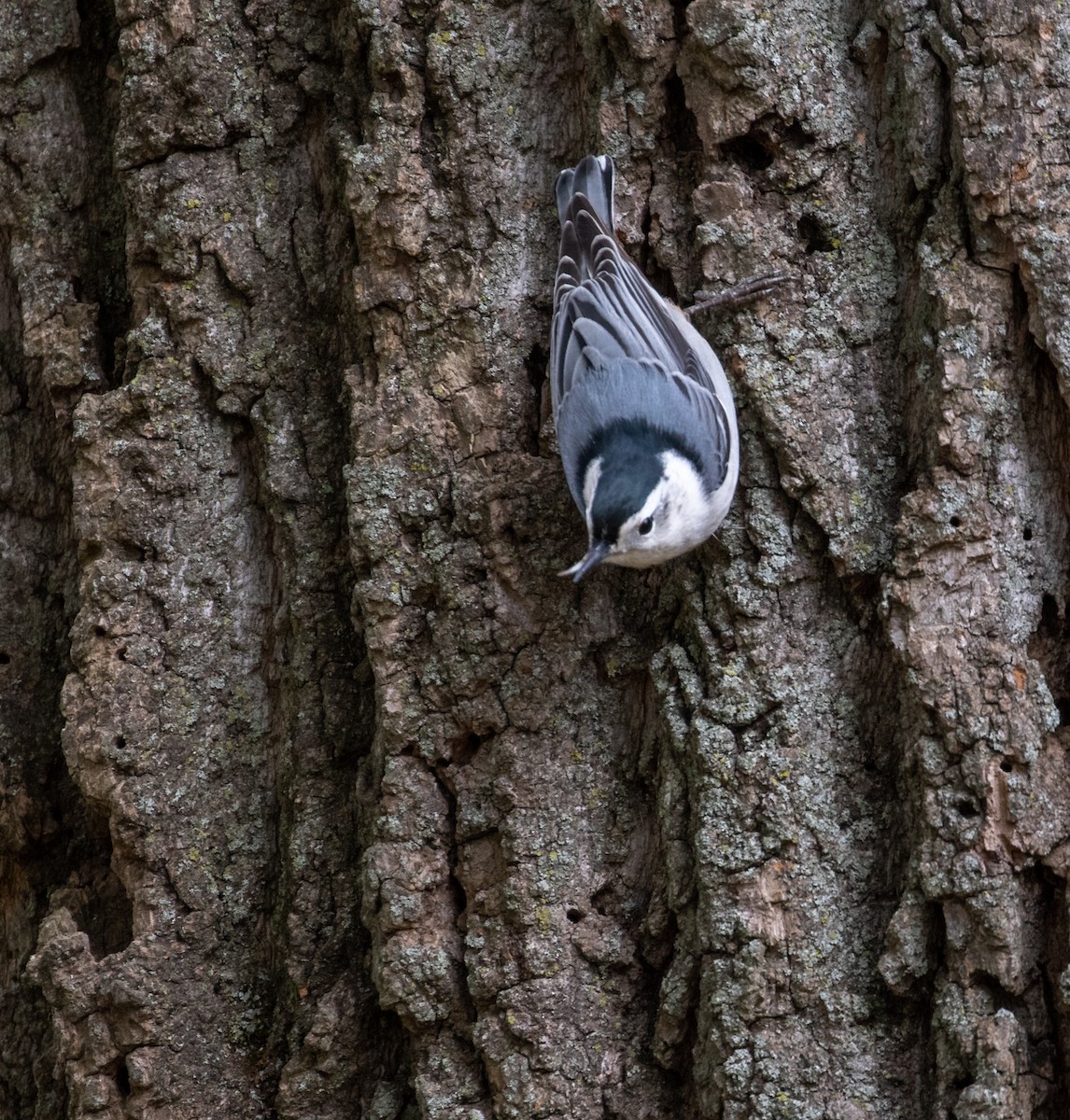 White-breasted Nuthatch - ML274928501