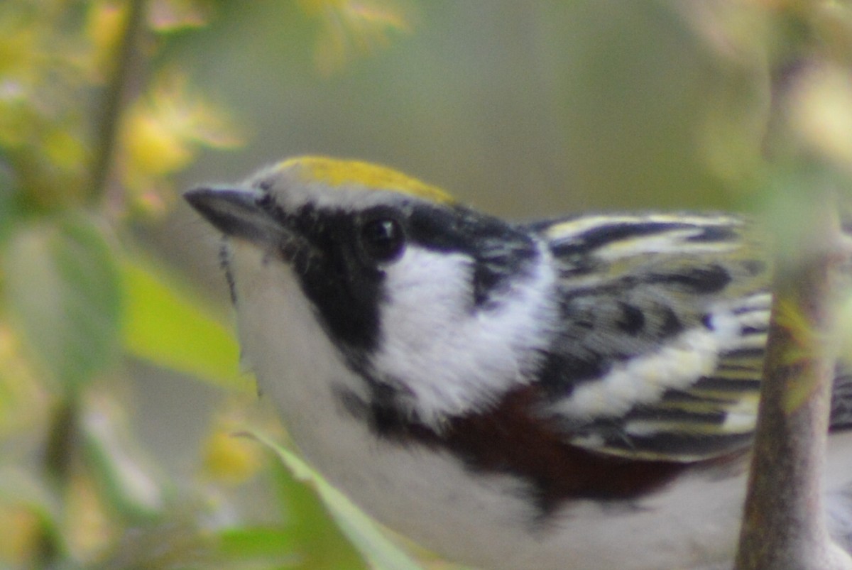 Chestnut-sided Warbler - Carlos Mancera (Tuxtla Birding Club)