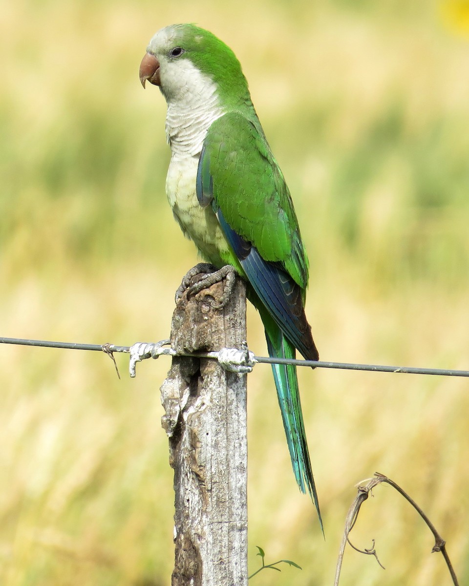 Monk Parakeet - ML274930381