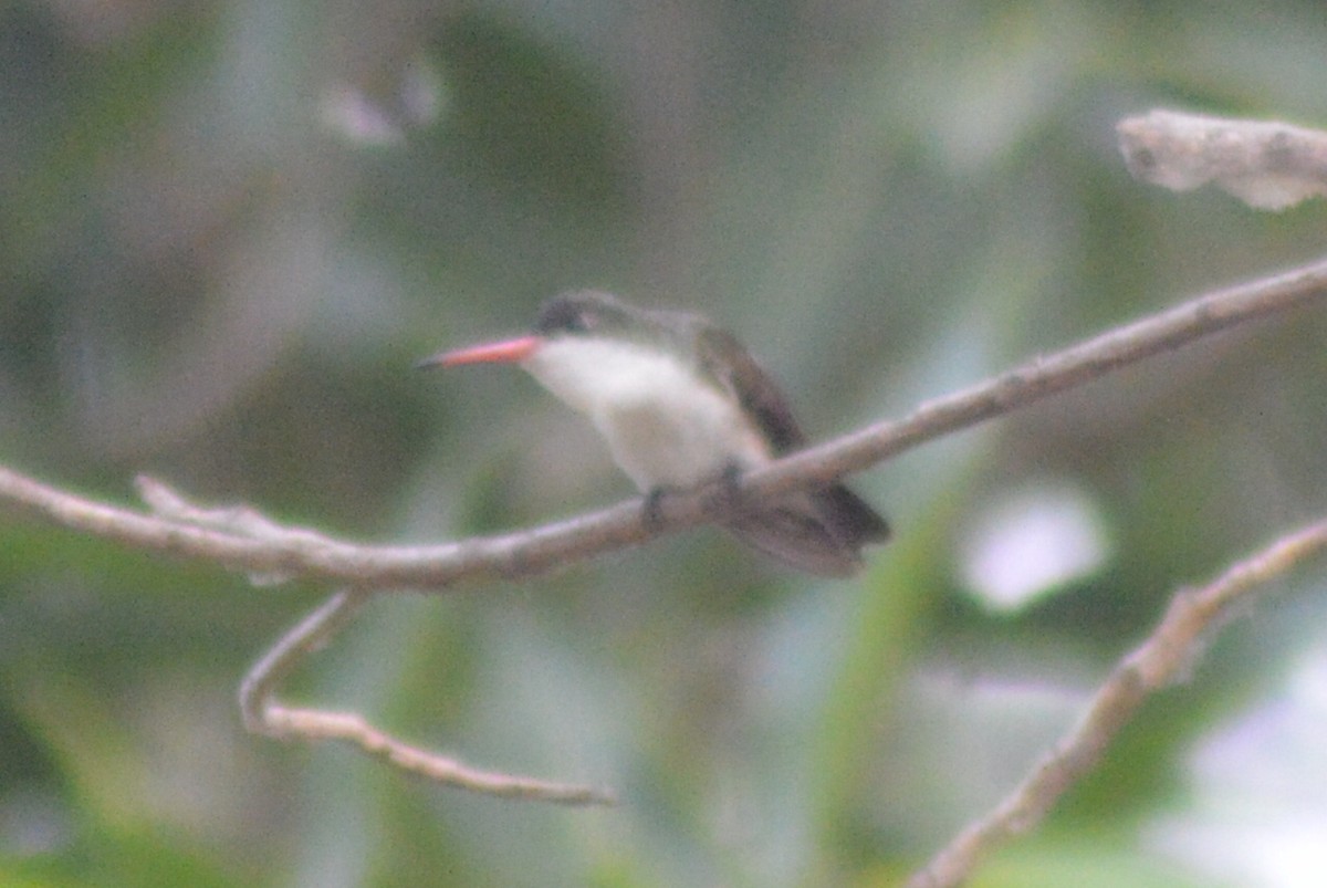 Green-fronted Hummingbird - ML27493471