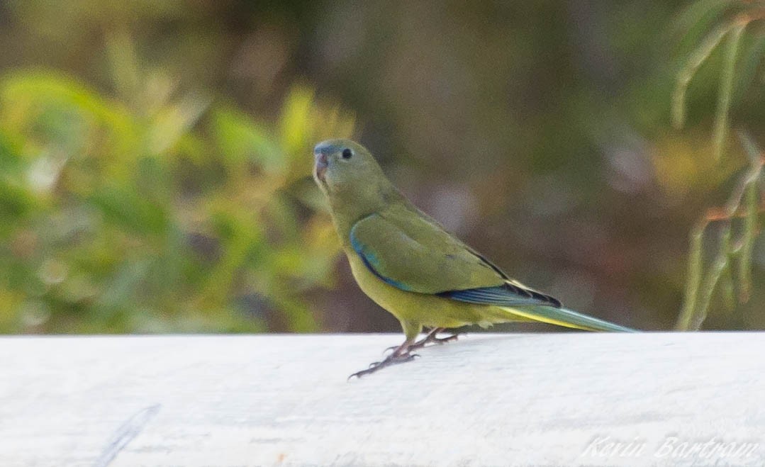 Rock Parrot - ML274935391