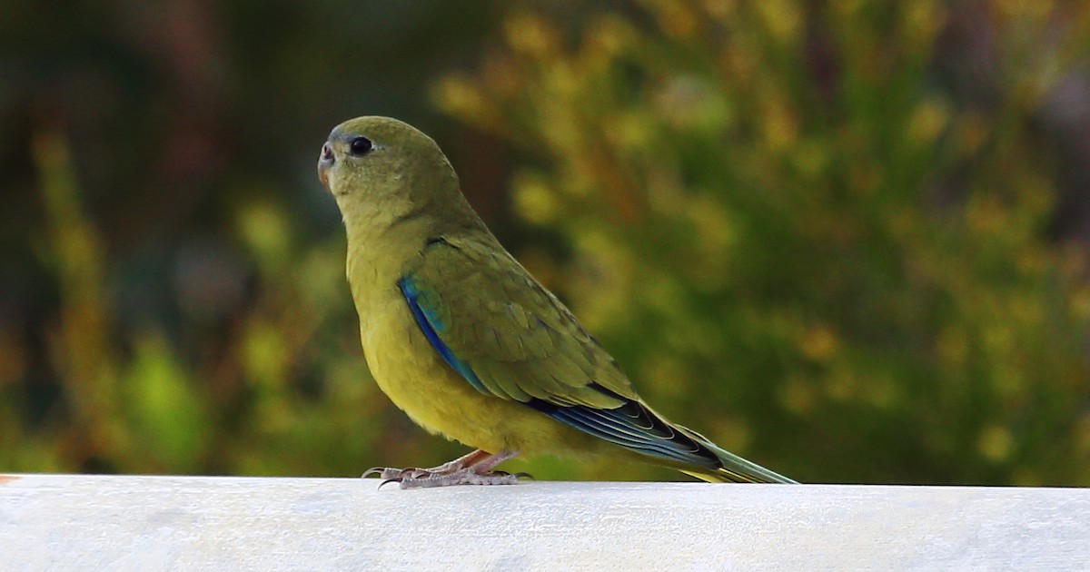 Rock Parrot - ML274935441