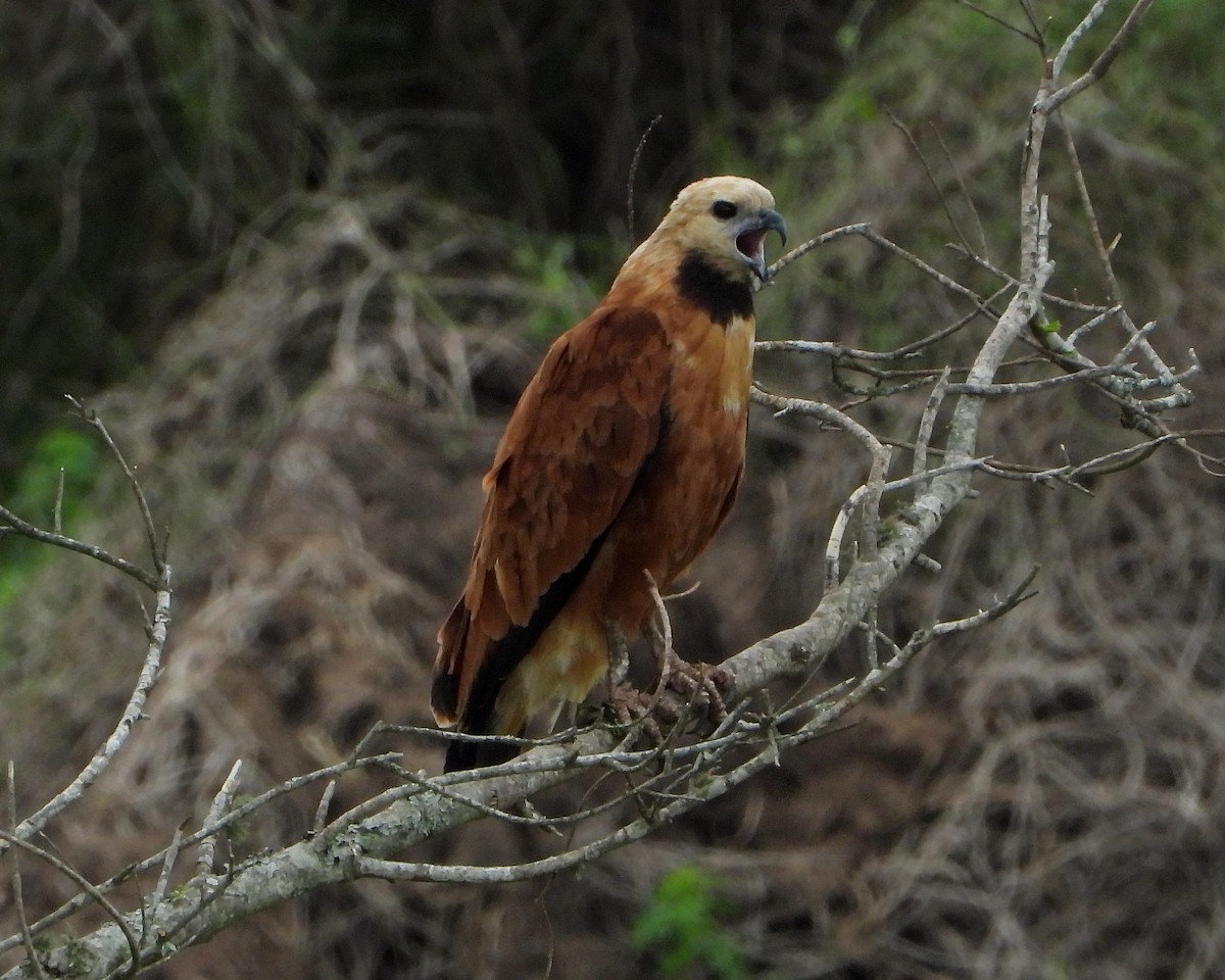 Black-collared Hawk - ML274935491