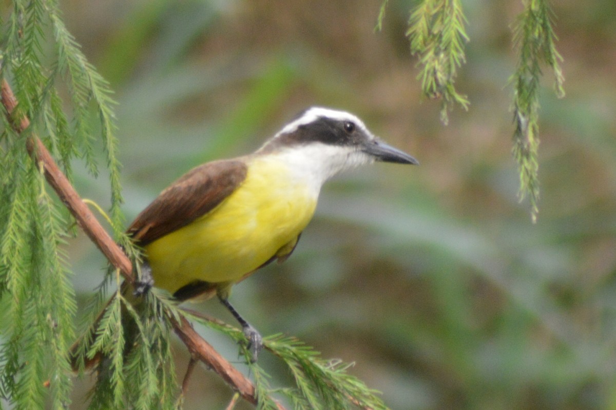 Great Kiskadee - Carlos Mancera (Tuxtla Birding Club)