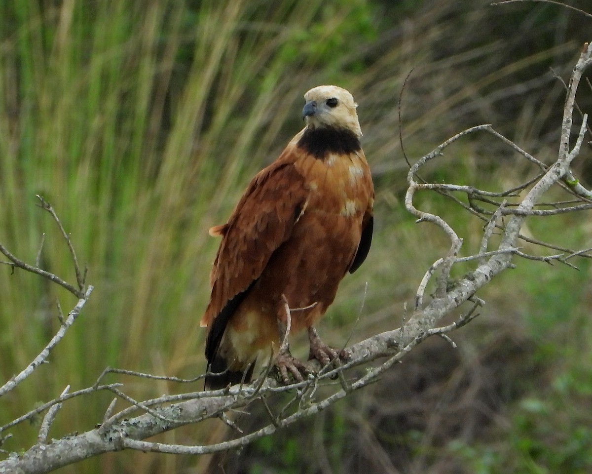 Black-collared Hawk - ML274935561