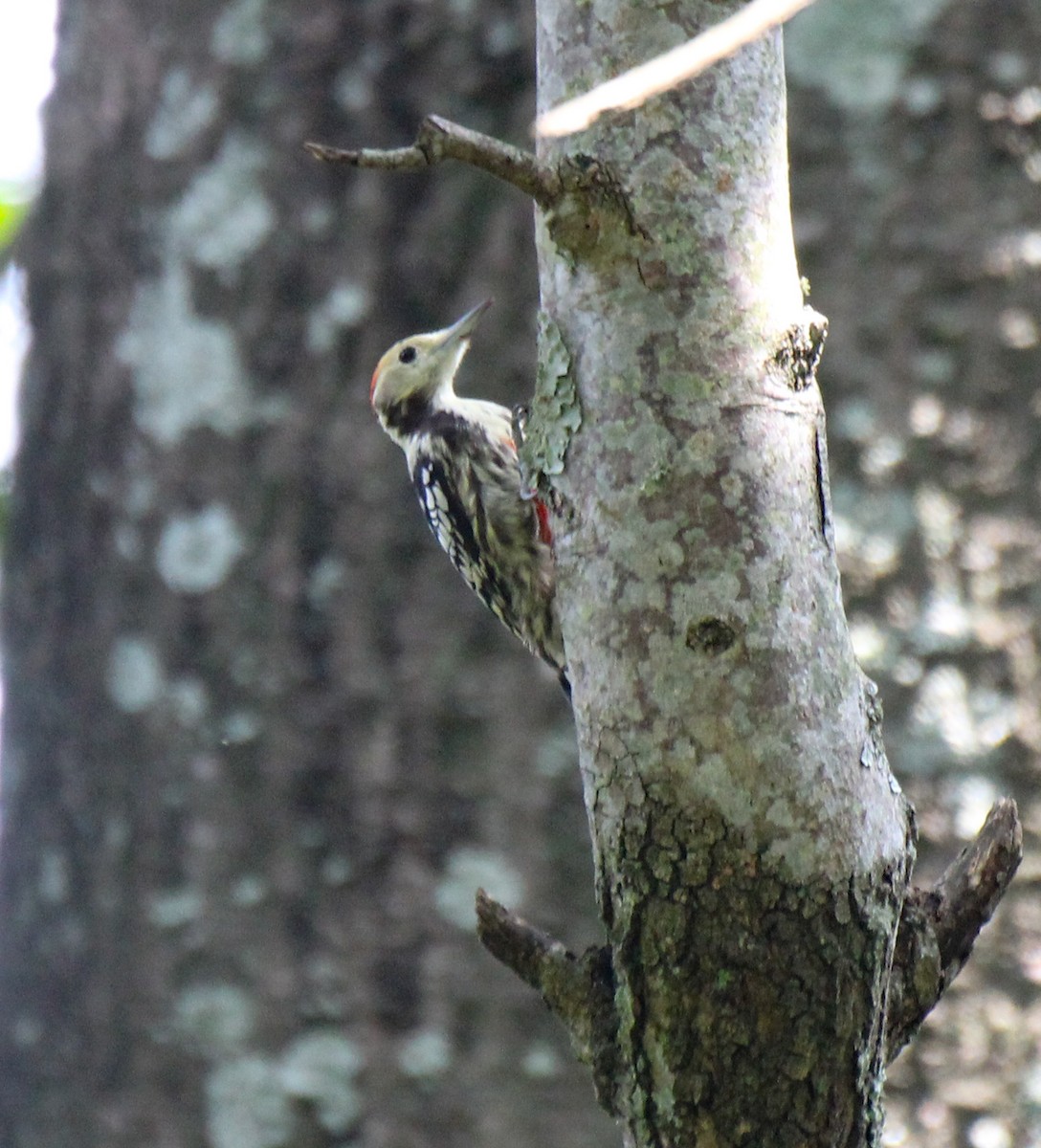 Yellow-crowned Woodpecker - ML274935961