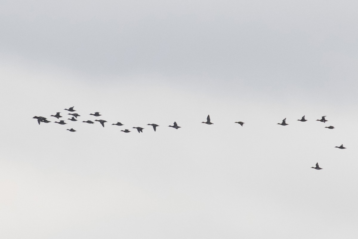 Зэрлэг нугас - ML274936011