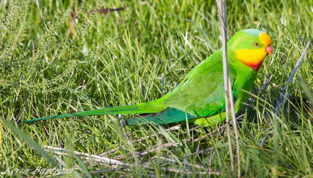 Superb Parrot - ML274936221