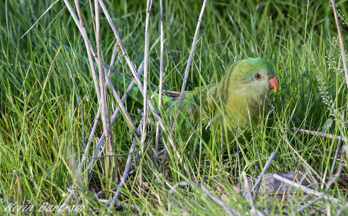 Superb Parrot - ML274936241