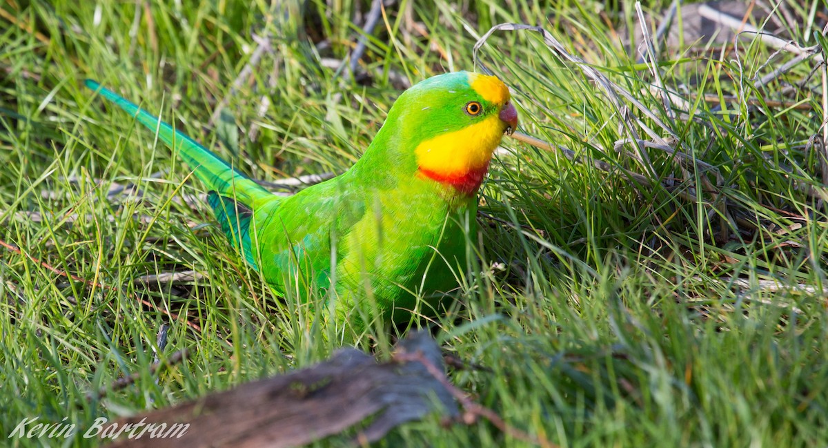 Superb Parrot - ML274936251