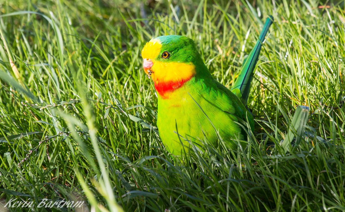 Superb Parrot - ML274936291