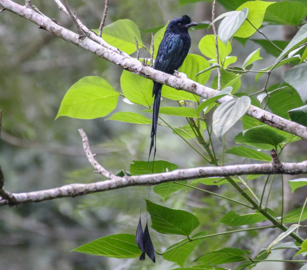 Greater Racket-tailed Drongo - ML274936421