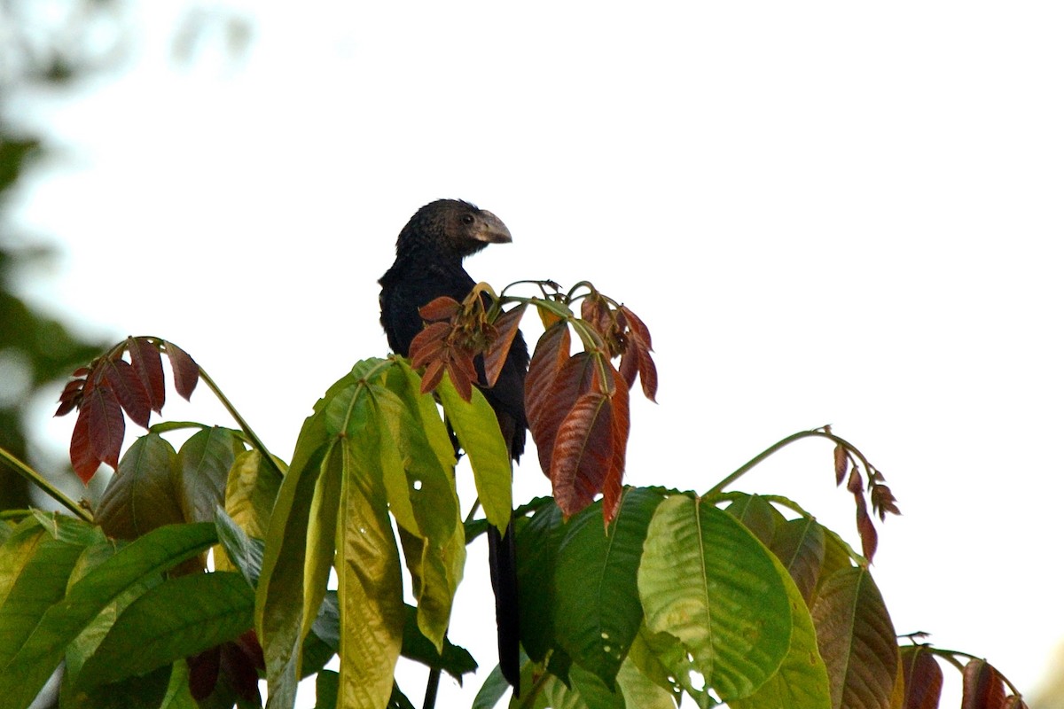 Smooth-billed Ani - Marilyn Henry