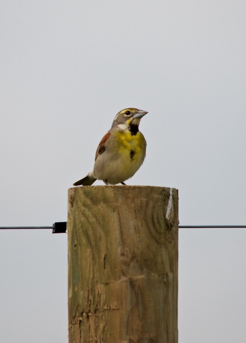 Dickcissel - ML274937021