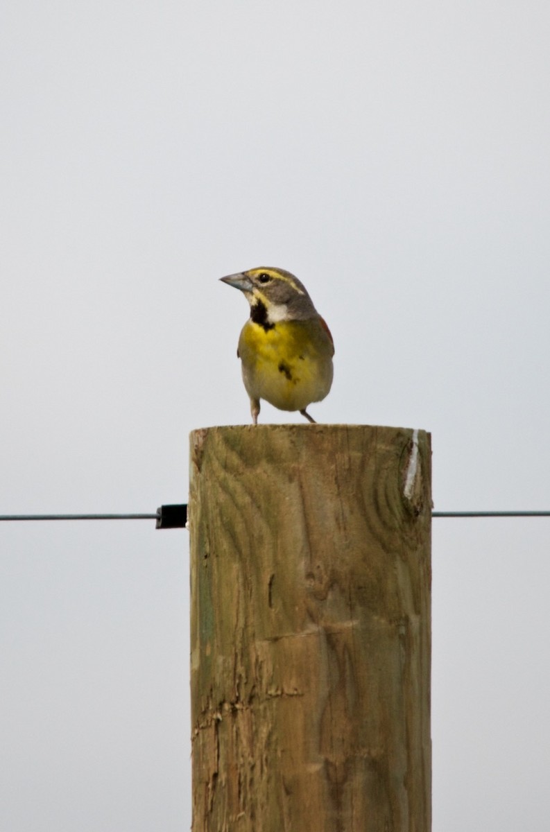 Dickcissel - ML274937031