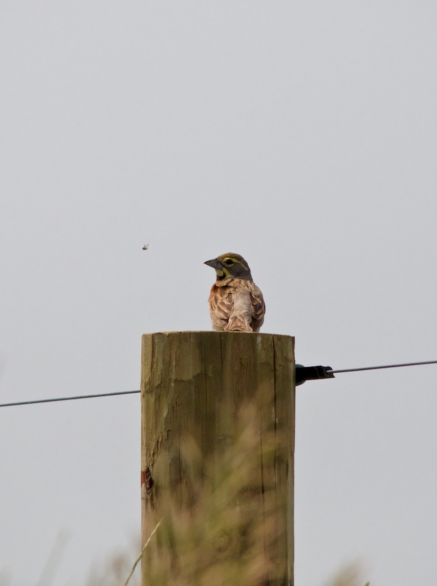 Dickcissel - Jon Cefus