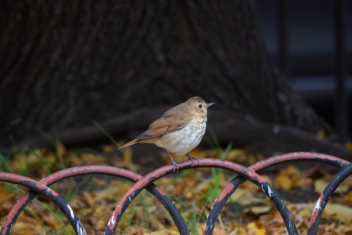 Hermit Thrush - ML274937791