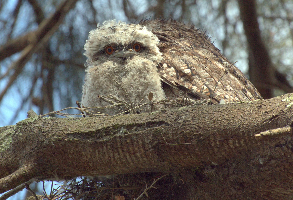 Tawny Frogmouth - ML274938461