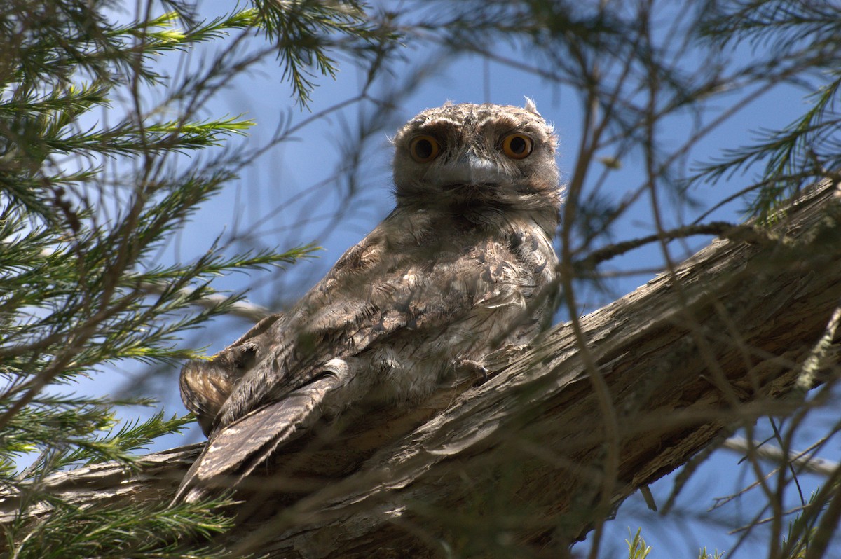 Tawny Frogmouth - ML274938481