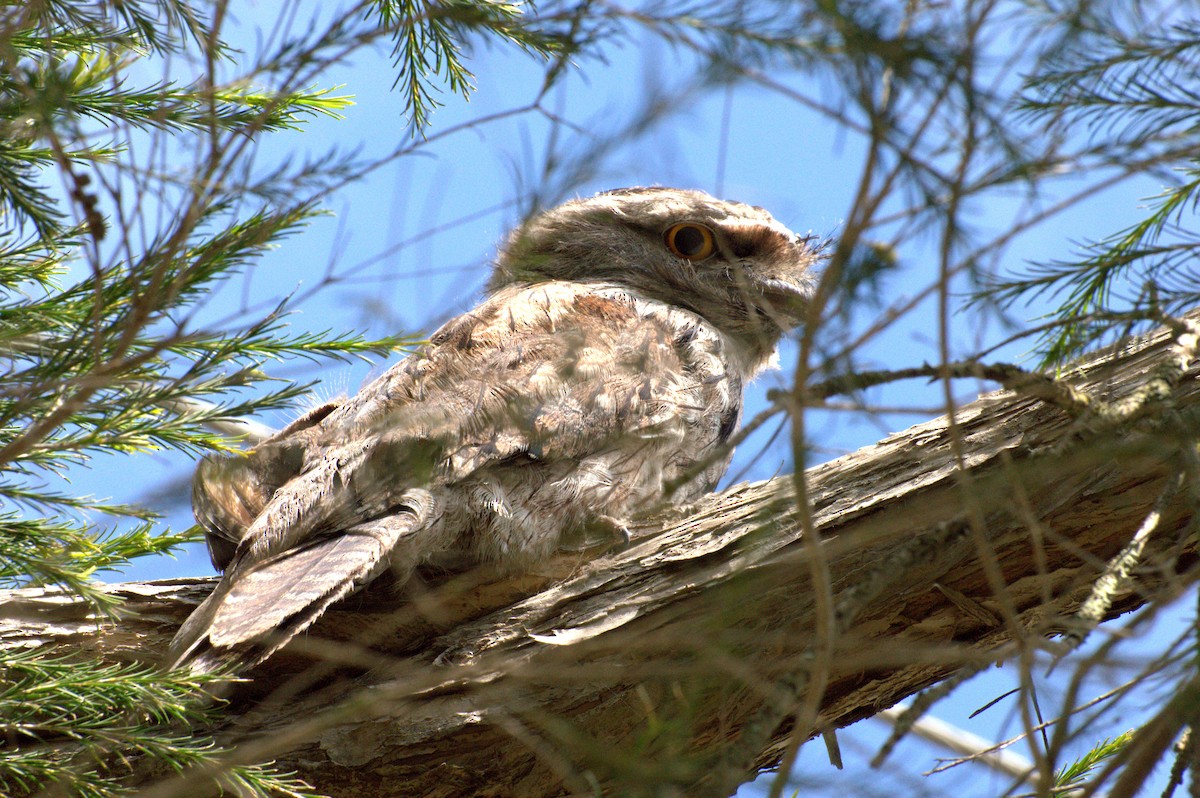 Tawny Frogmouth - Colin Maddock