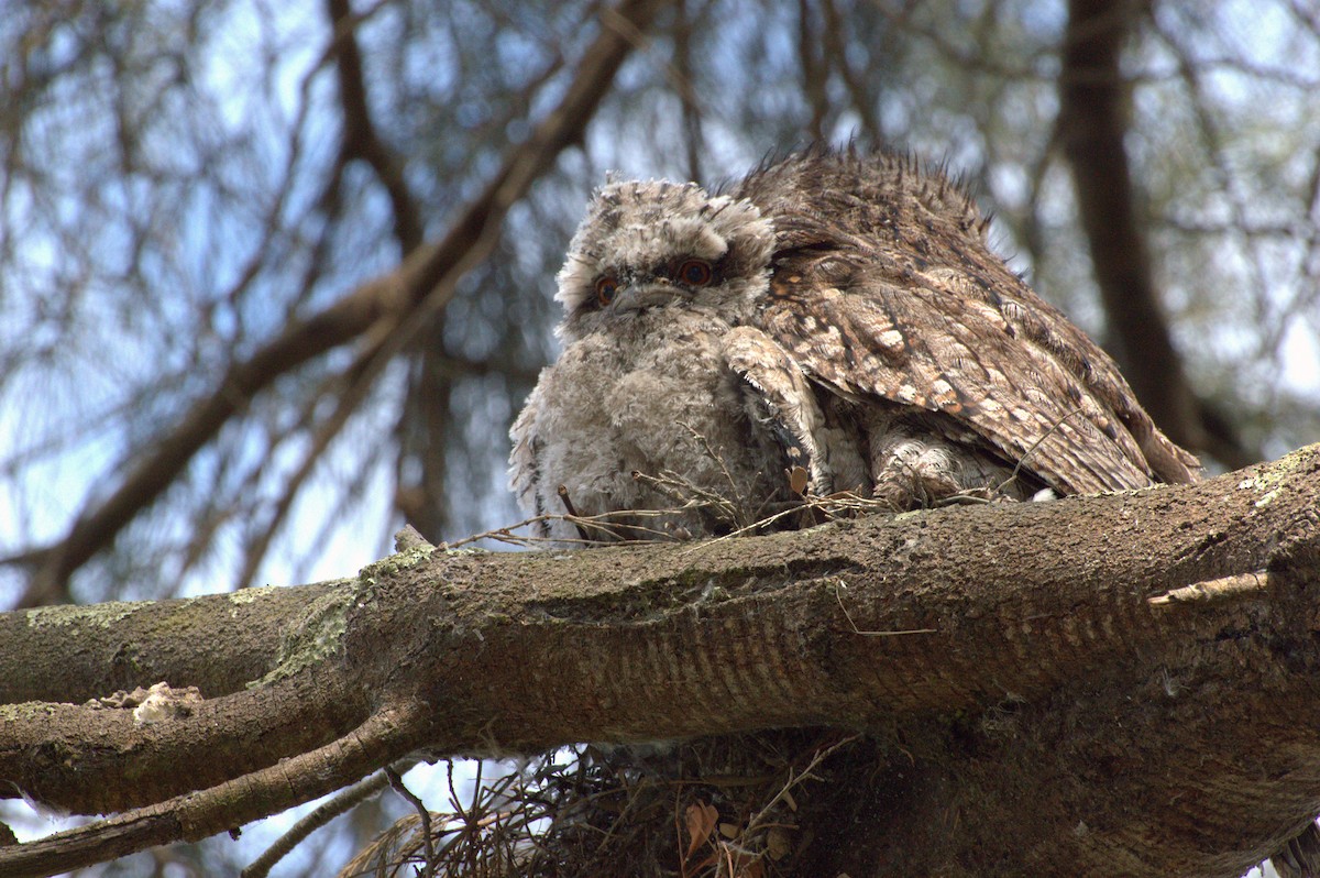 Tawny Frogmouth - Colin Maddock