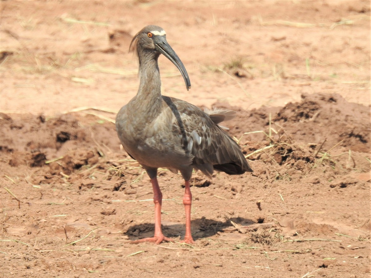 ibis běločelý - ML274939091