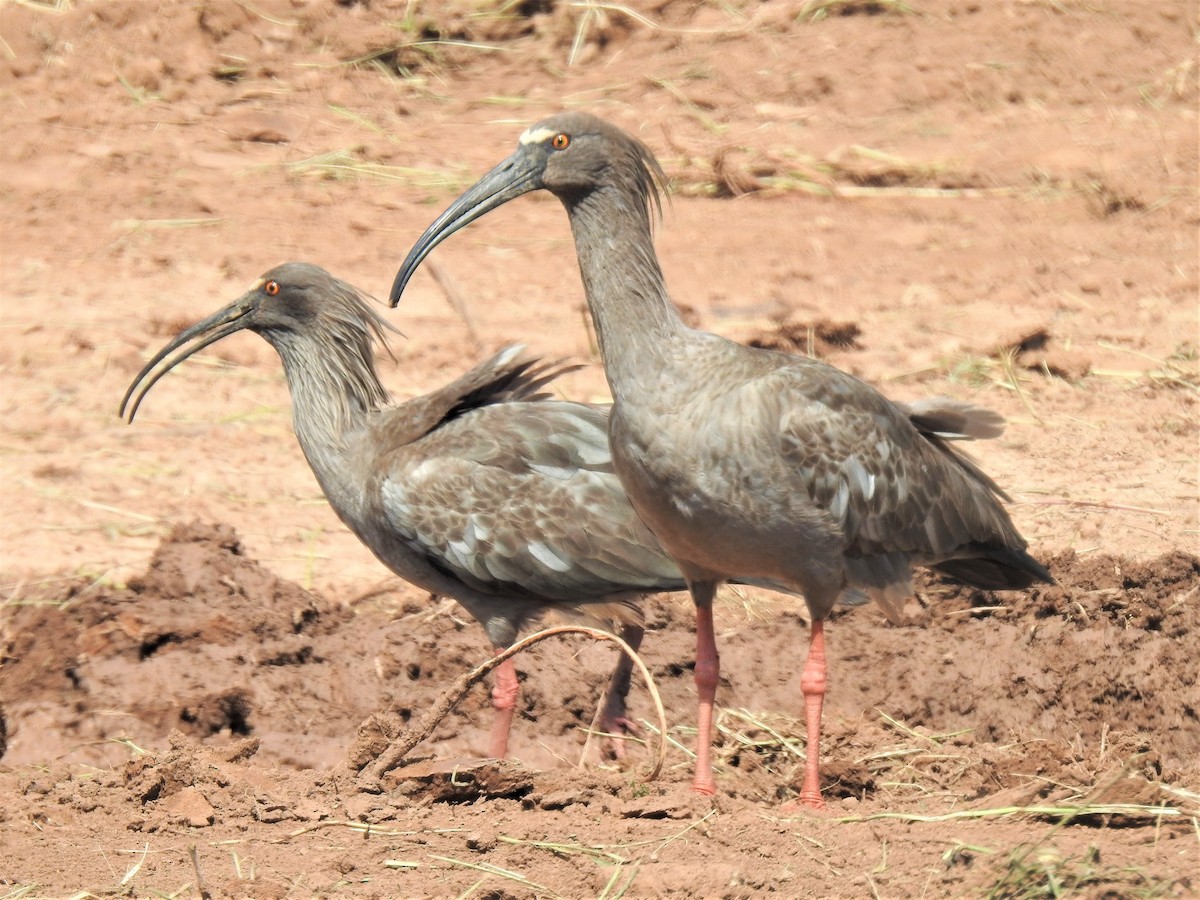 Plumbeous Ibis - ML274939101