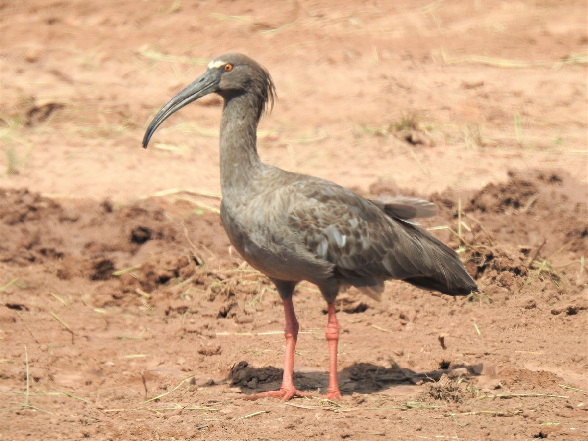 Plumbeous Ibis - Ricardo Centurión