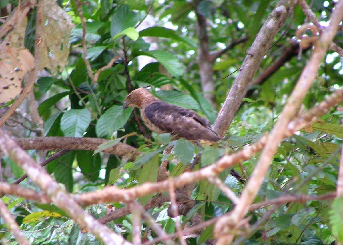 Wallace's Hawk-Eagle - Mark Smiles