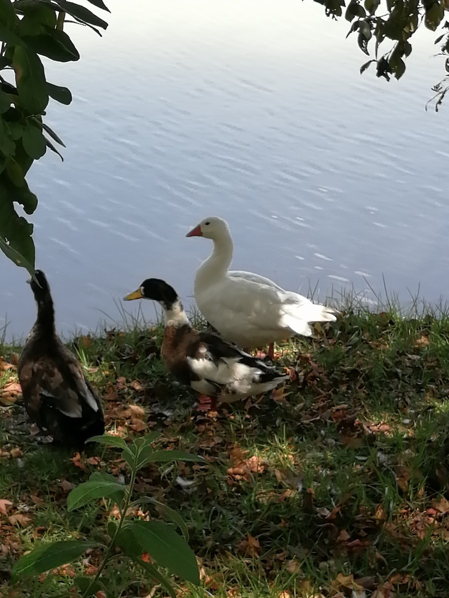 Graylag Goose (Domestic type) - ML274939981