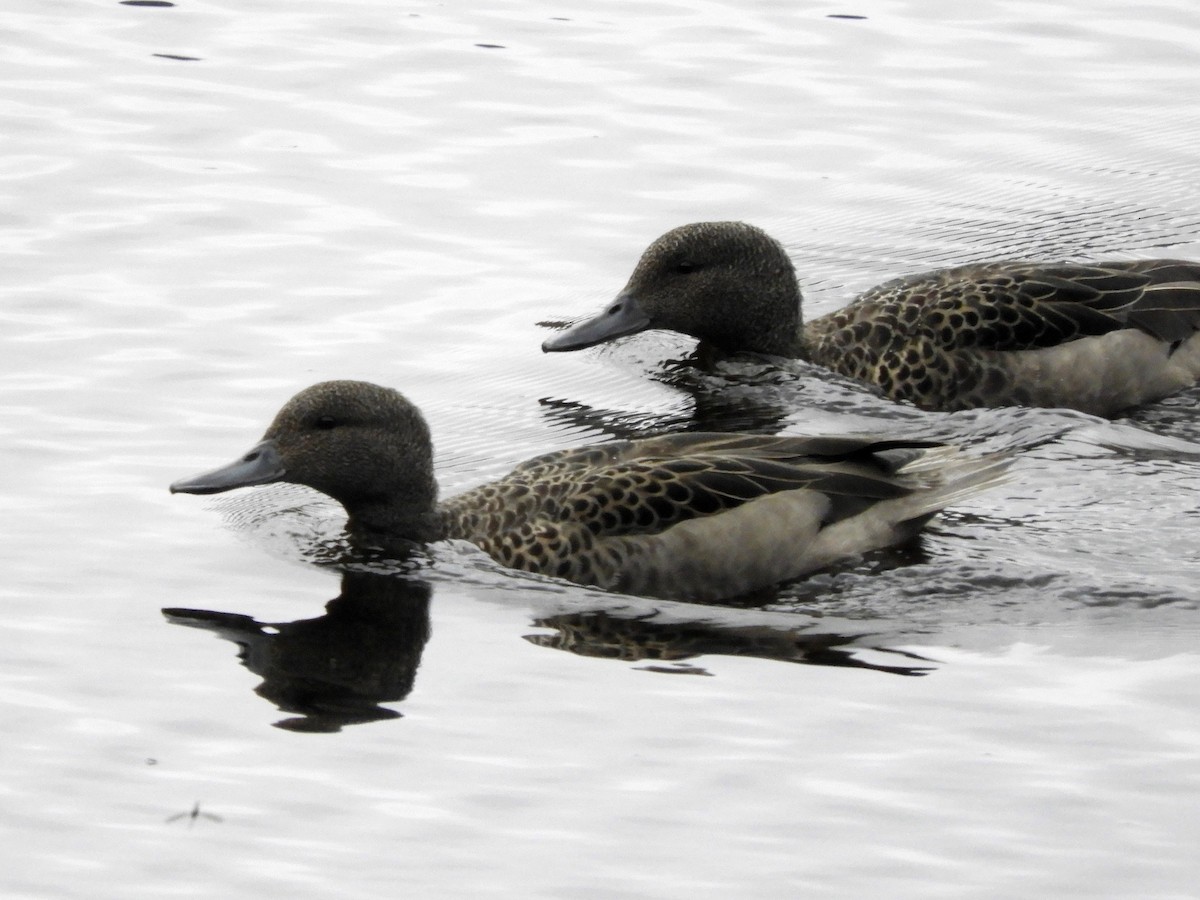 Andean Teal - ML274940381