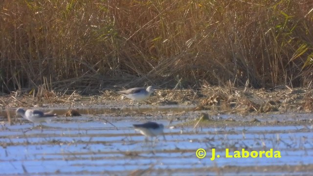 Common Greenshank - ML274941361