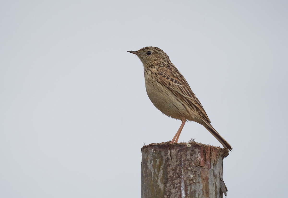 Hellmayr's Pipit - Hederd Torres García