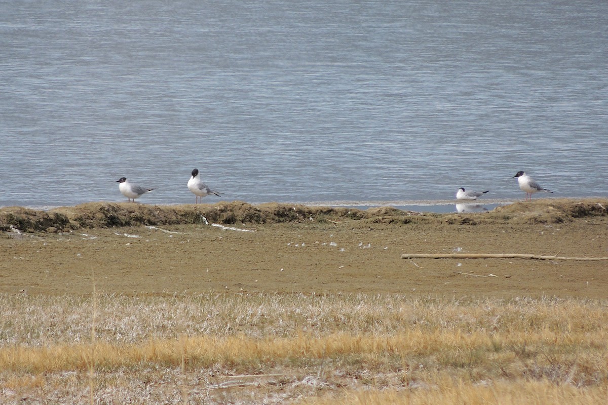 Bonaparte's Gull - Steve Frye