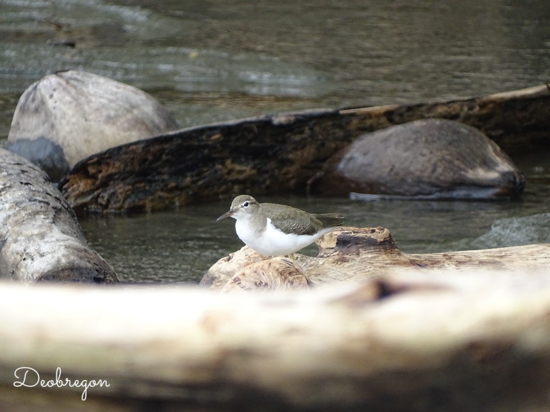 Spotted Sandpiper - Diana  Obregón