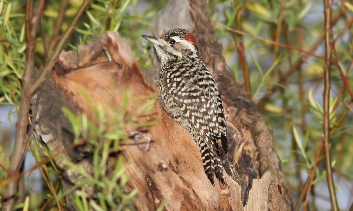 Checkered Woodpecker - Adrián Braidotti