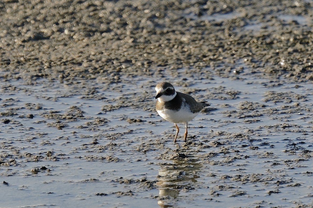 Common Ringed Plover - ML274944331