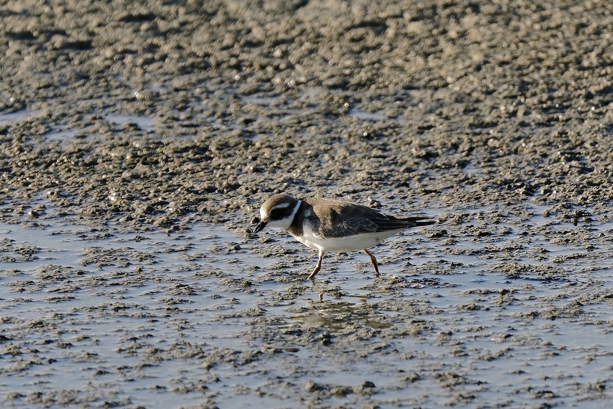 Common Ringed Plover - ML274944381