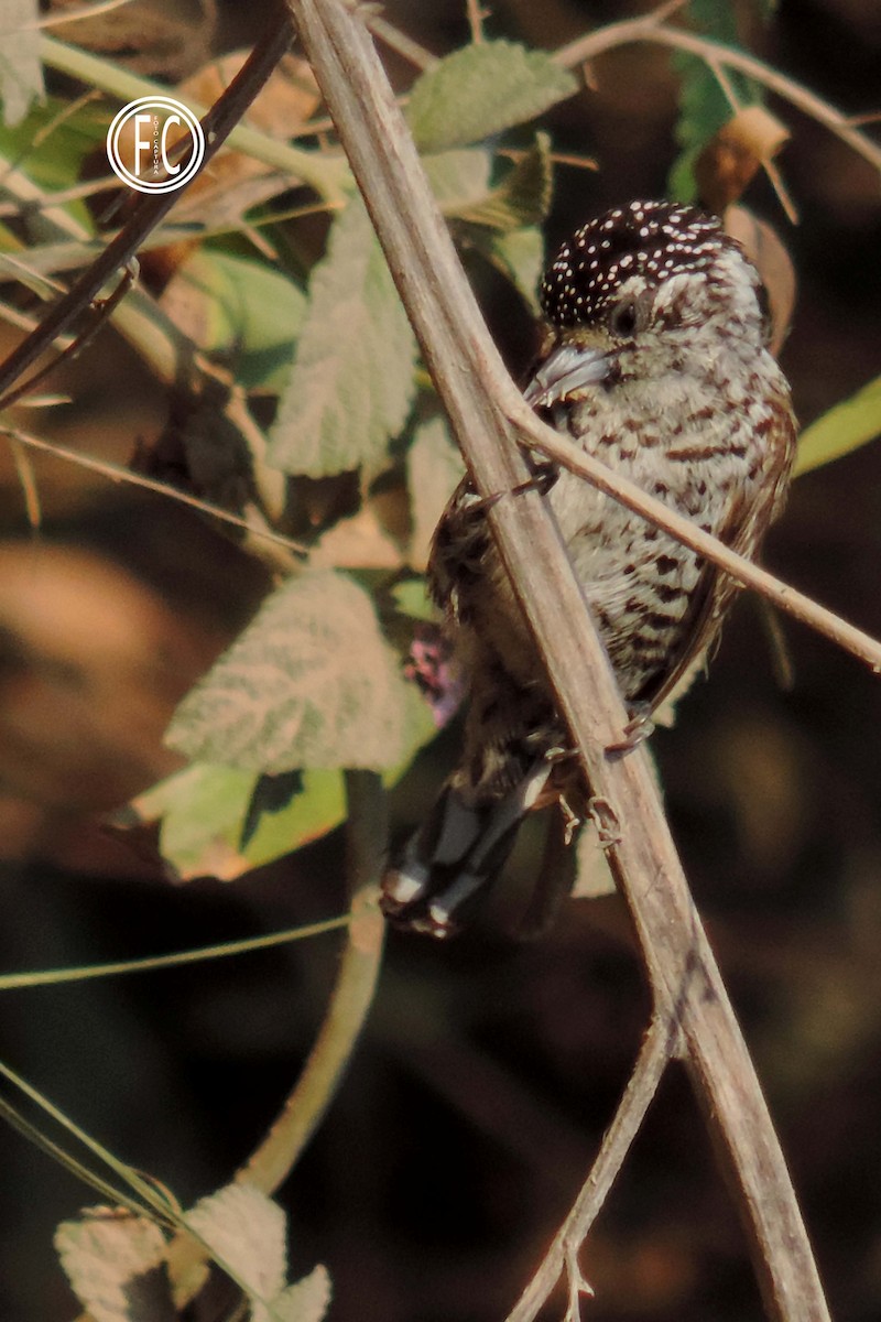 White-barred Piculet - ML274945421